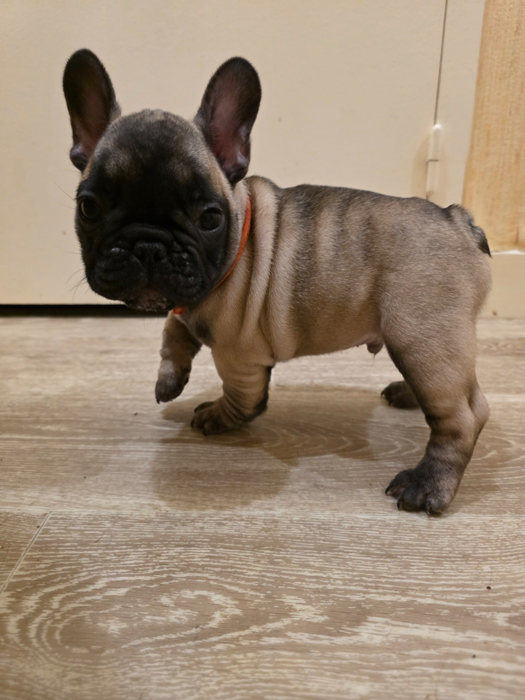 De La Maison Vitae - Chiots disponibles - Bouledogue français