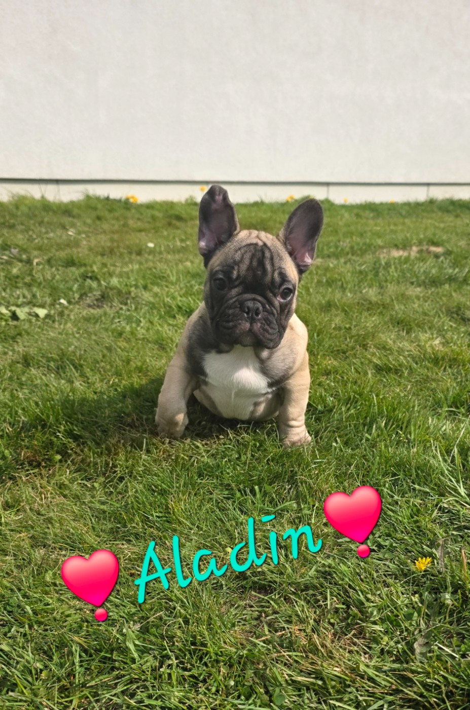 De La Maison Vitae - Chiots disponibles - Bouledogue français