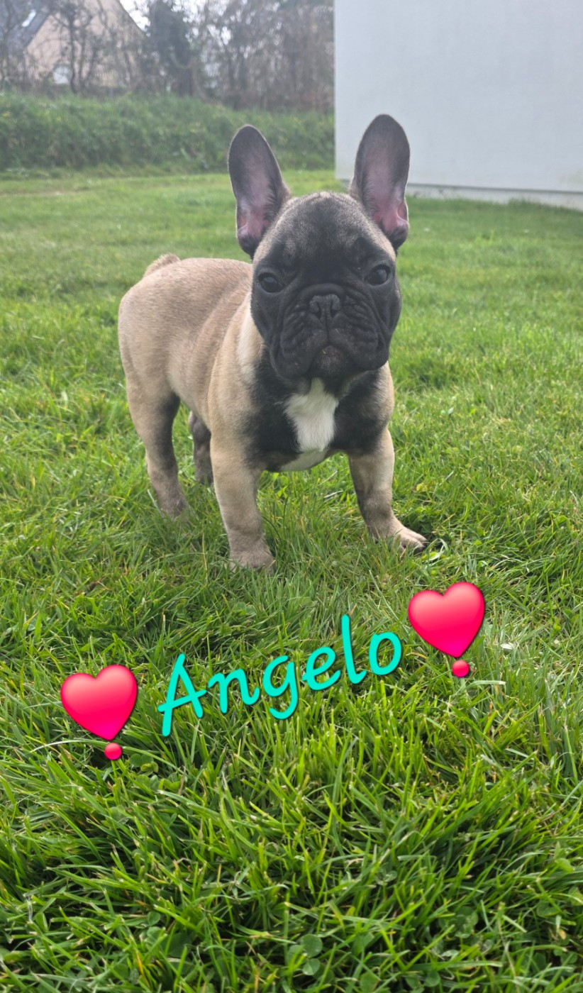 De La Maison Vitae - Chiots disponibles - Bouledogue français