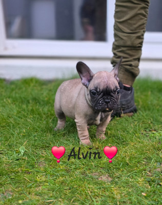 Alvin